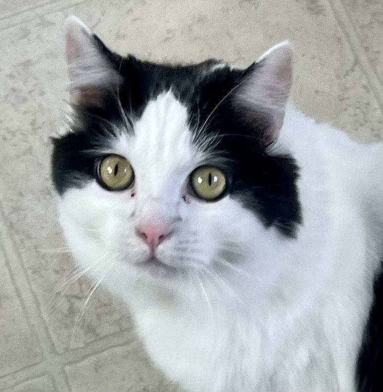 adoptable Cat in Lancaster, CA named Nicole