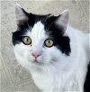 adoptable Cat in lancaster, CA named Nicole