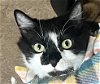 adoptable Cat in lancaster, CA named Petra
