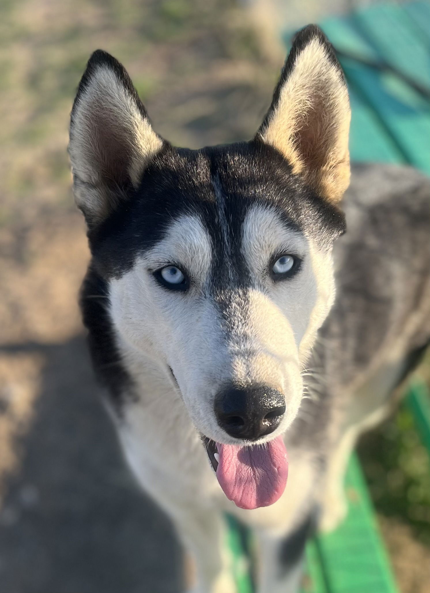 adoptable Dog in Lancaster, CA named Greta