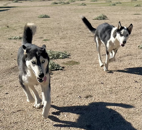 GRETA - Husky available for adoption