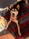 Greta - Photo 4