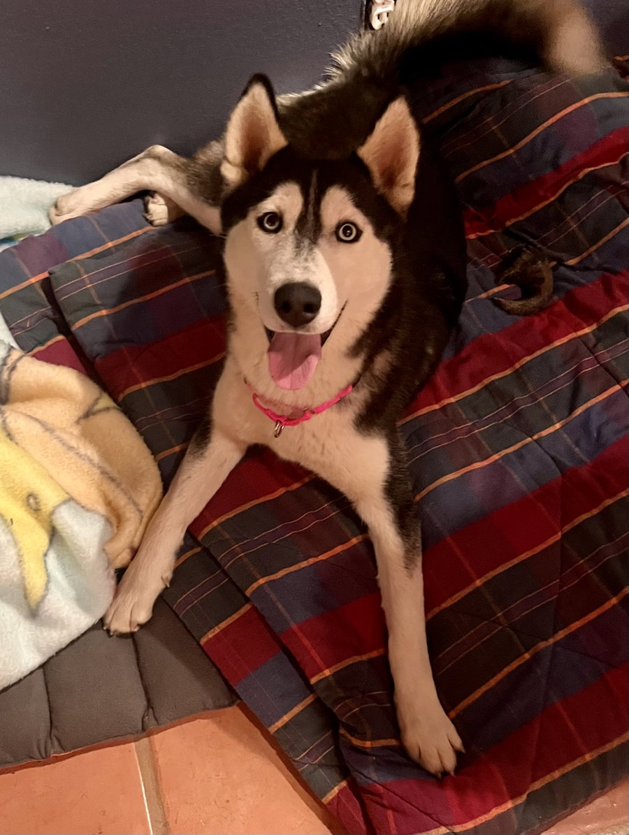 Greta