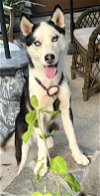 adoptable Dog in lancaster, CA named Garbo