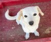 adoptable Dog in lancaster, CA named Sam