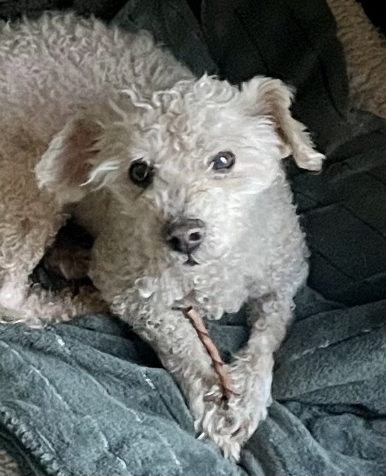 adoptable Dog in Lancaster, CA named Sansa