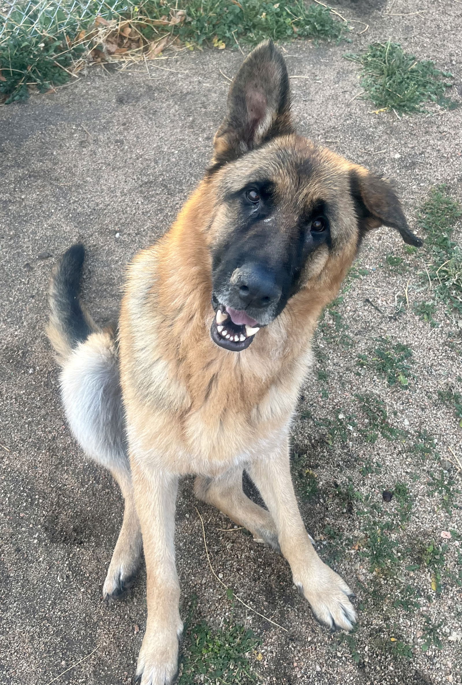 adoptable Dog in Lancaster, CA named Toby