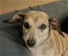 adoptable Dog in lancaster, CA named Francine