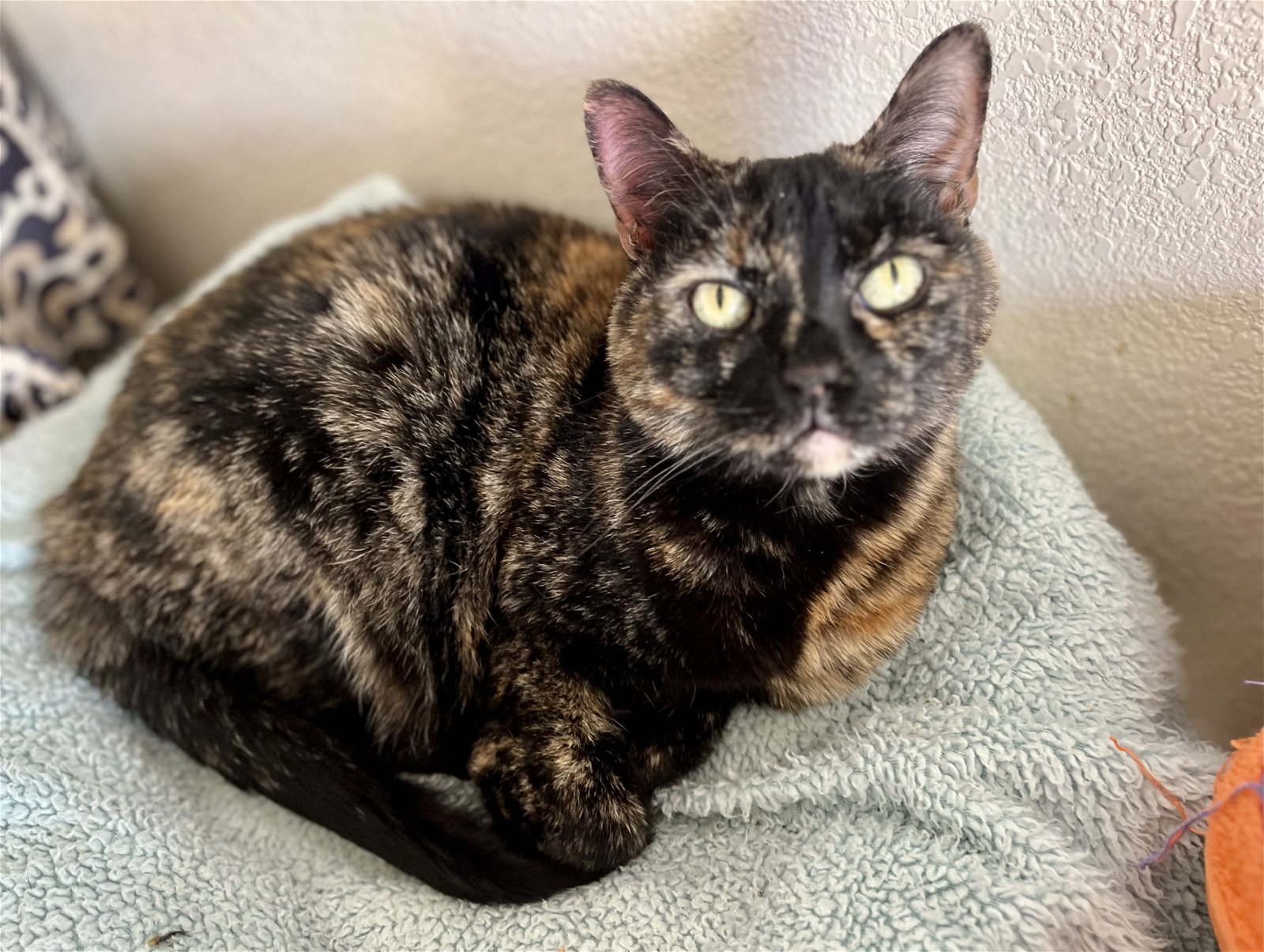 adoptable Cat in Lancaster, CA named Kylie