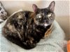adoptable Cat in lancaster, CA named Kylie