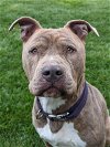adoptable Dog in lancaster, CA named Jonas