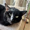 adoptable Cat in lancaster, CA named Hallow