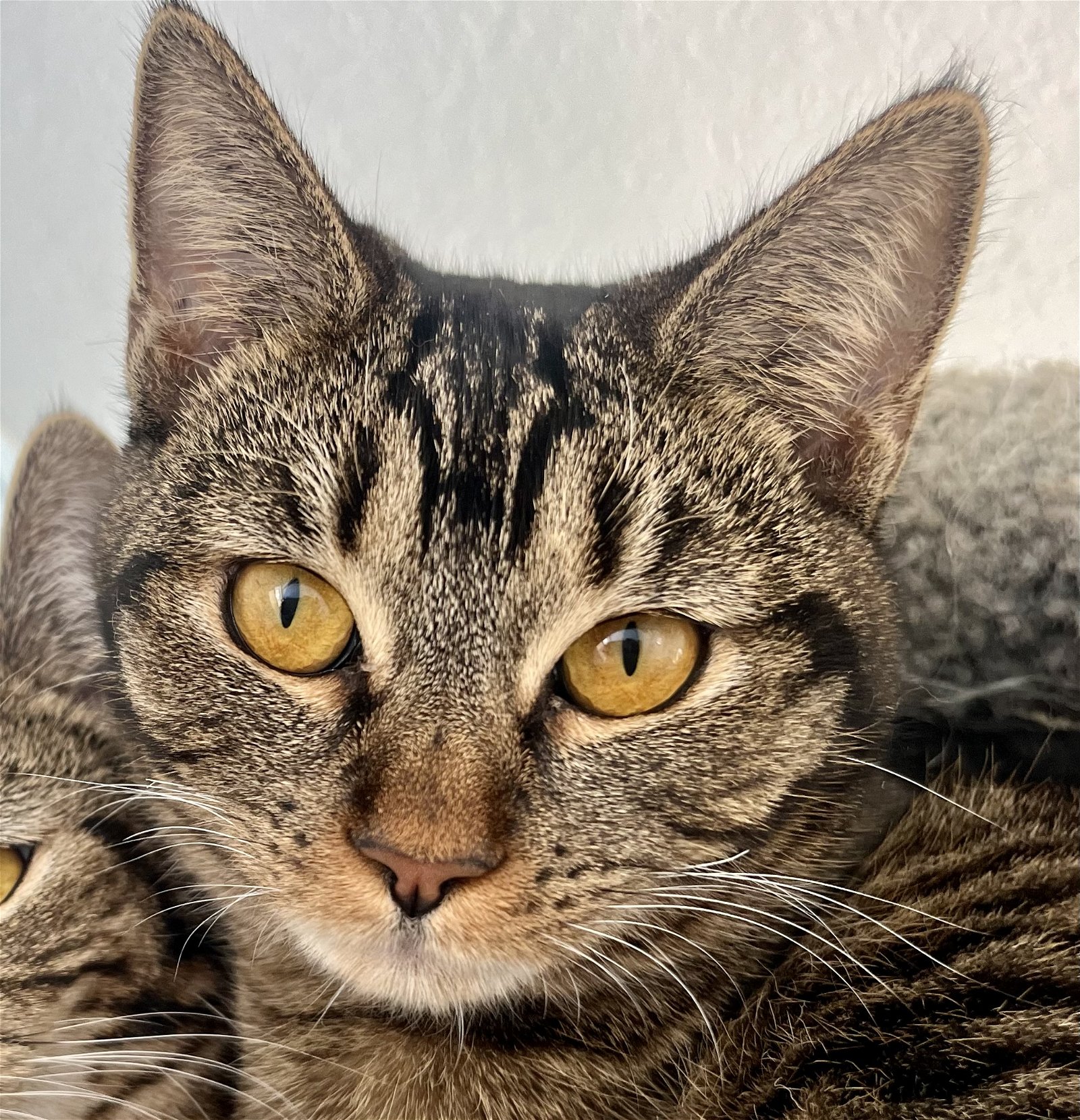 adoptable Cat in Lancaster, CA named Petunia