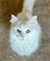 adoptable Cat in lancaster, CA named Skye