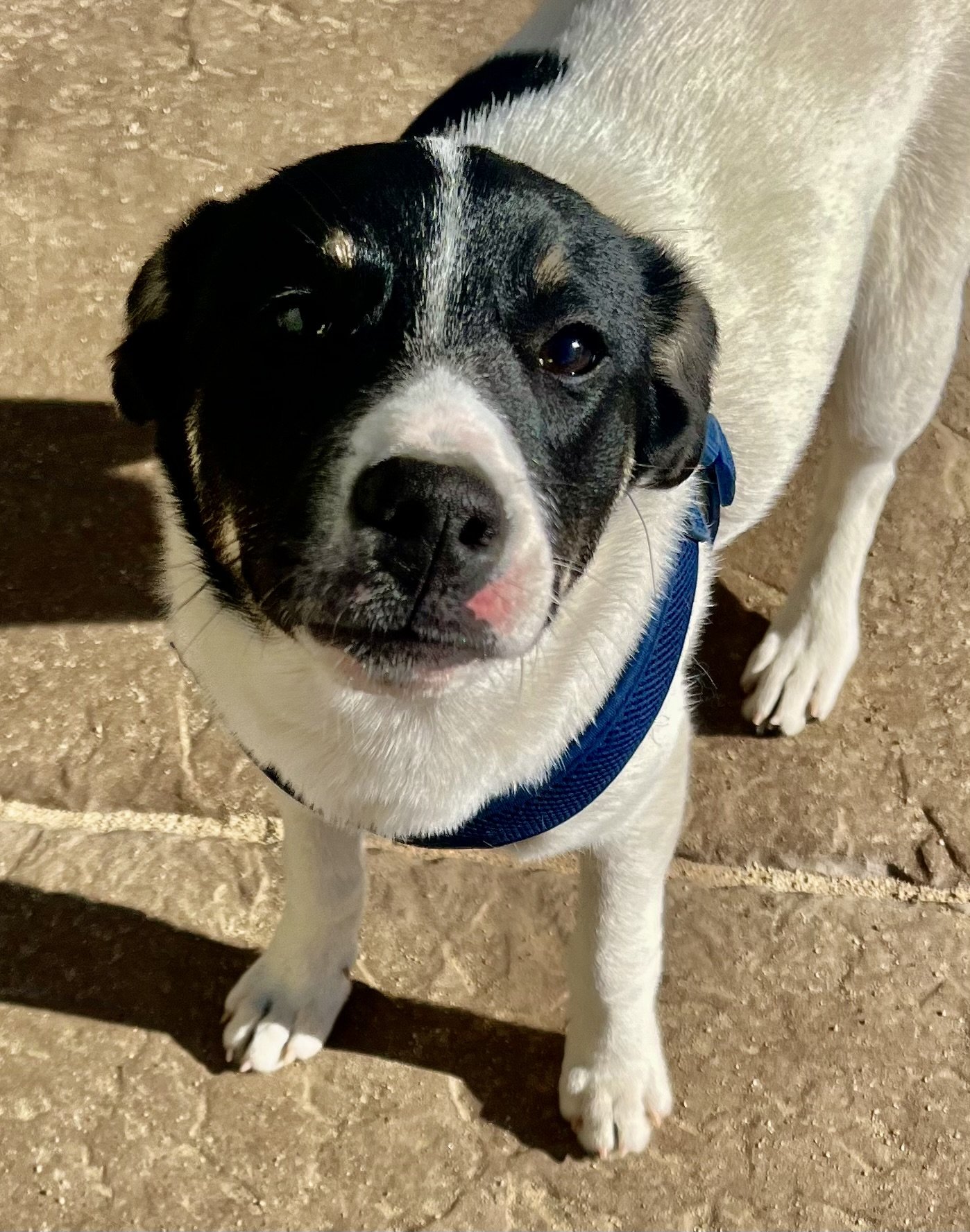 adoptable Dog in Lancaster, CA named Kristi