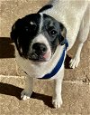 adoptable Dog in lancaster, CA named Kristi