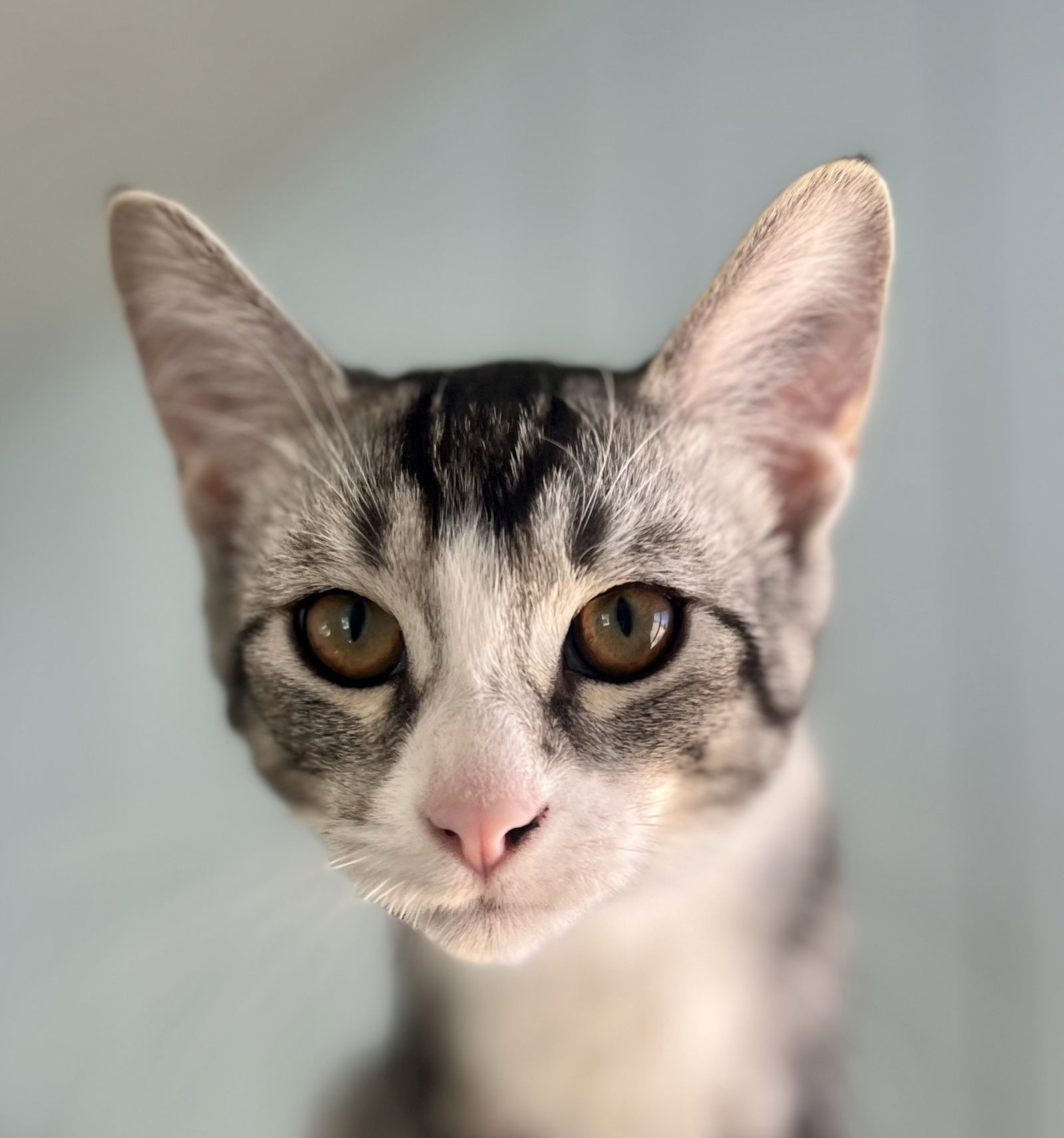 adoptable Cat in Lancaster, CA named Napoleon