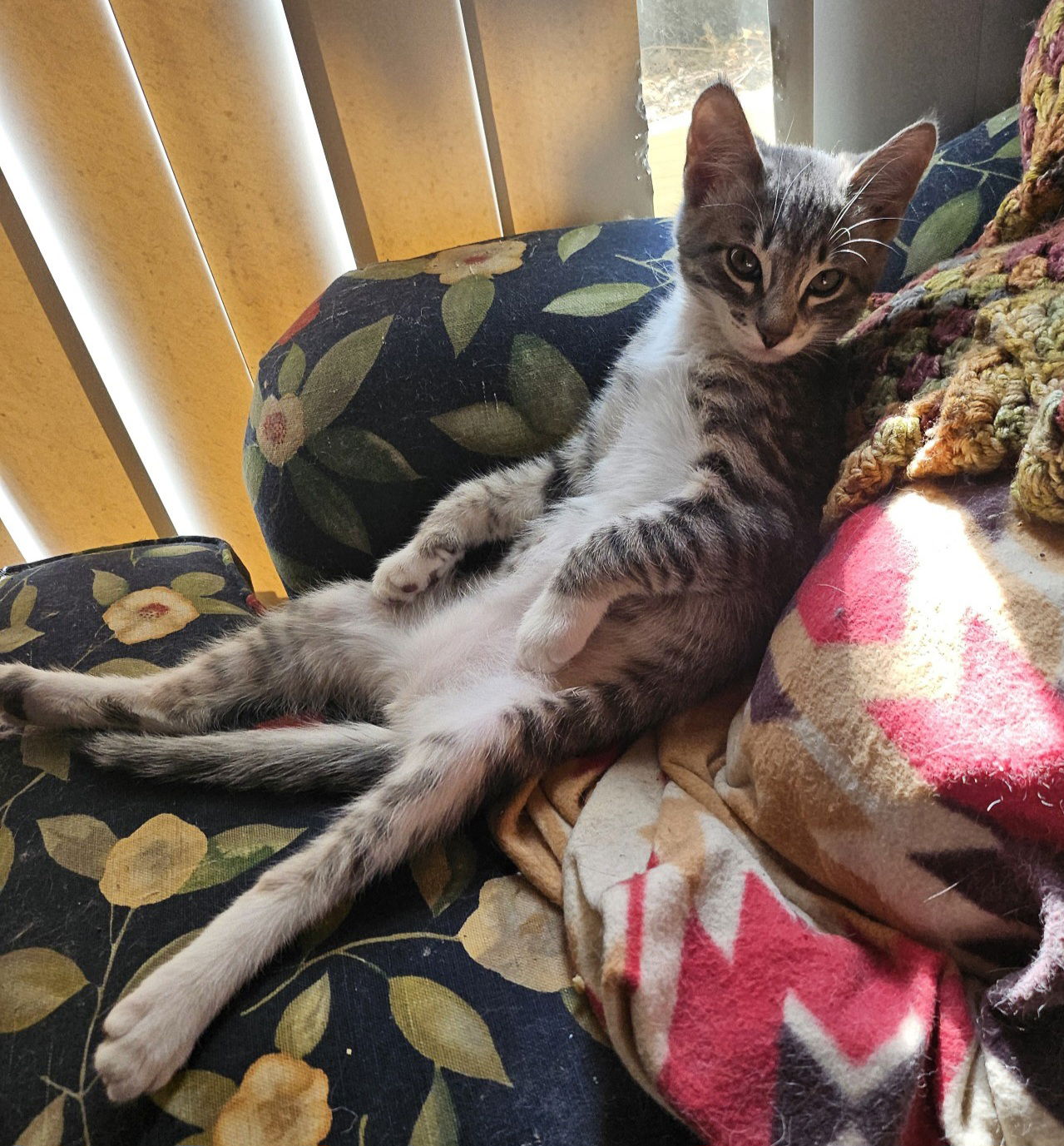 adoptable Cat in Lancaster, CA named Lafayette