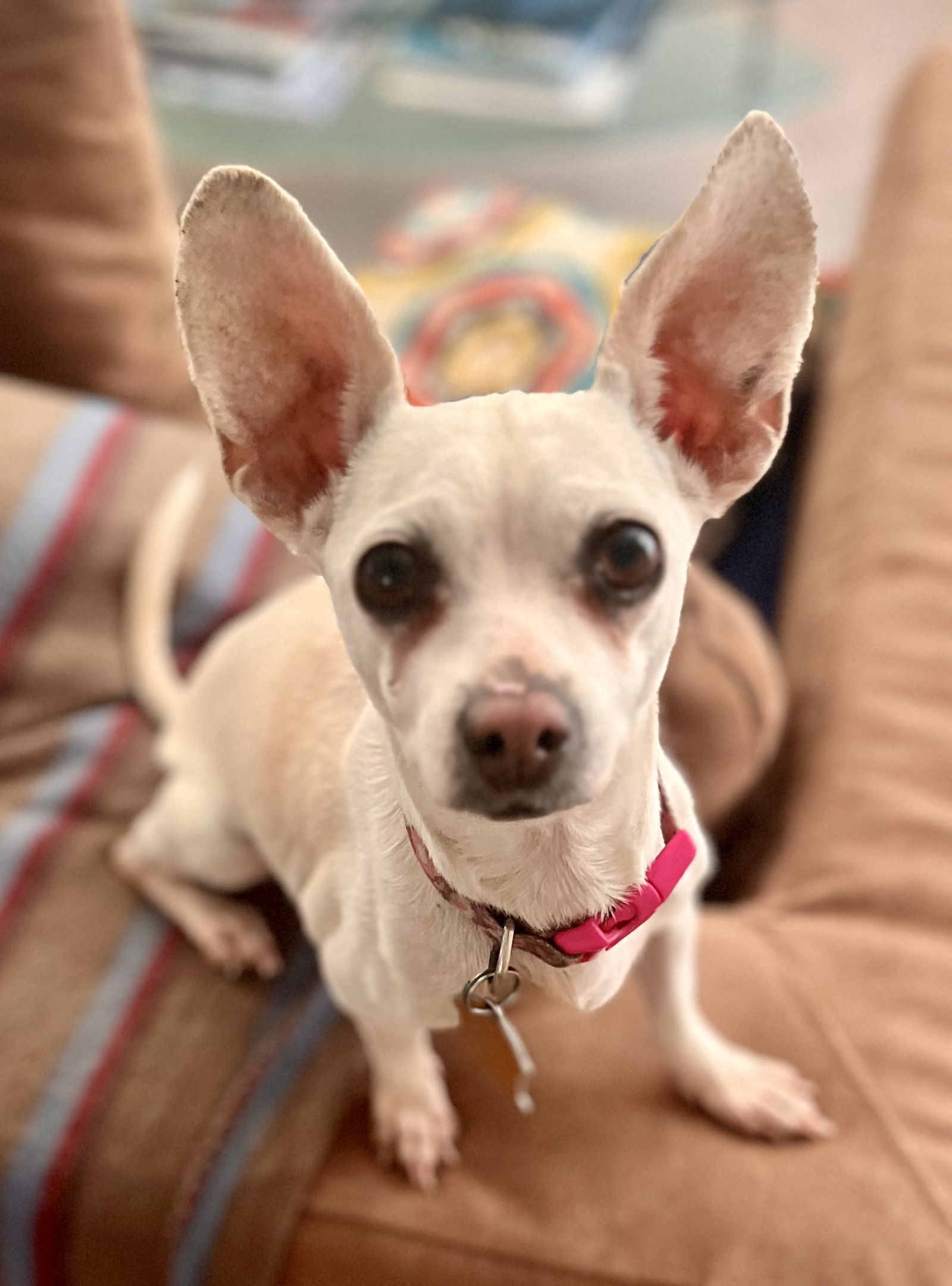 adoptable Dog in Lancaster, CA named Daisy