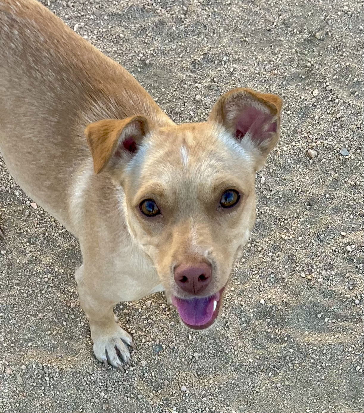 adoptable Dog in Lancaster, CA named Sadie