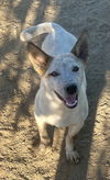 adoptable Dog in Lancaster, CA named Kamden