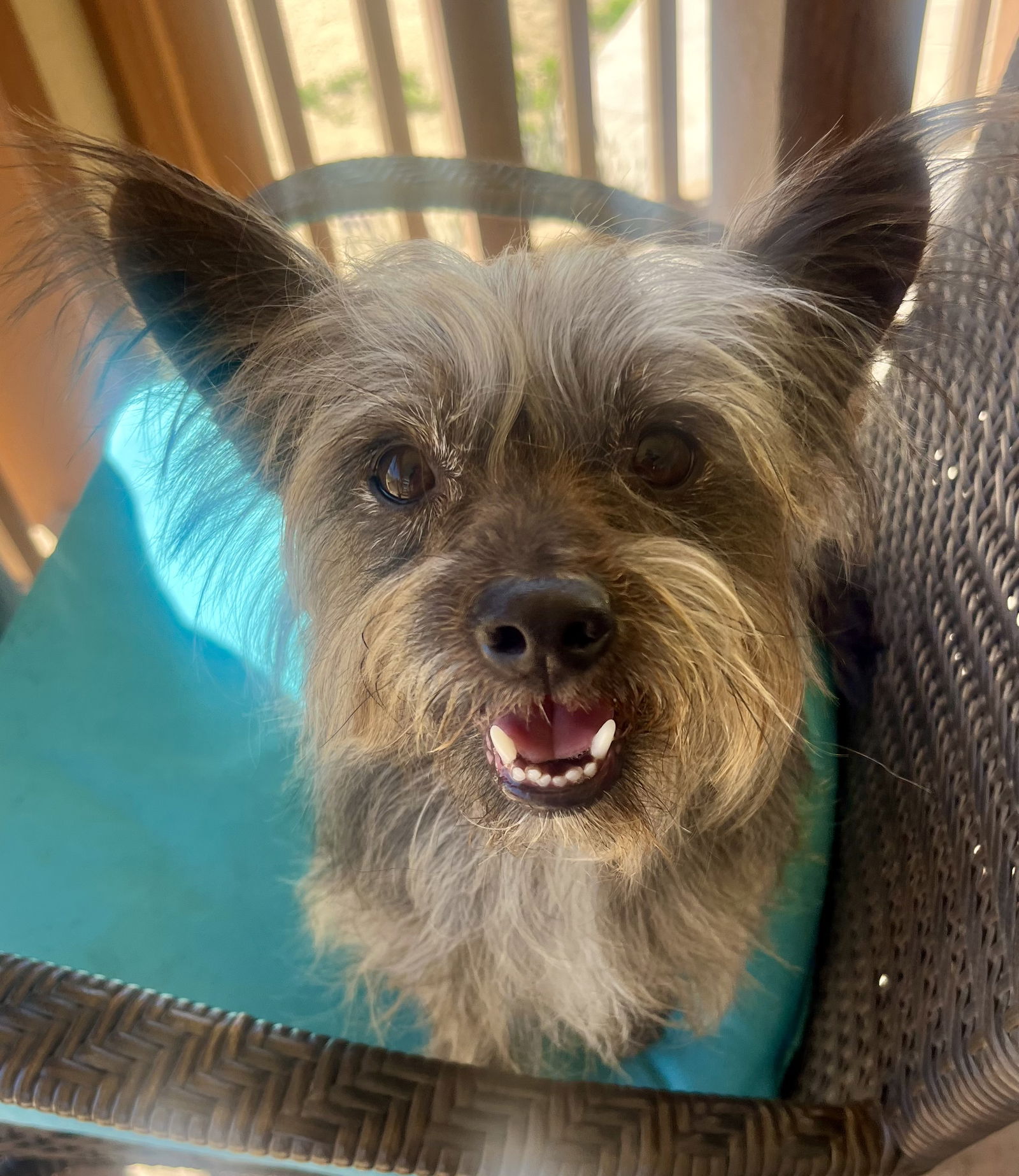adoptable Dog in Lancaster, CA named Tazz