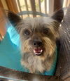 adoptable Dog in  named Tazz