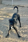 Rocky - Photo 2