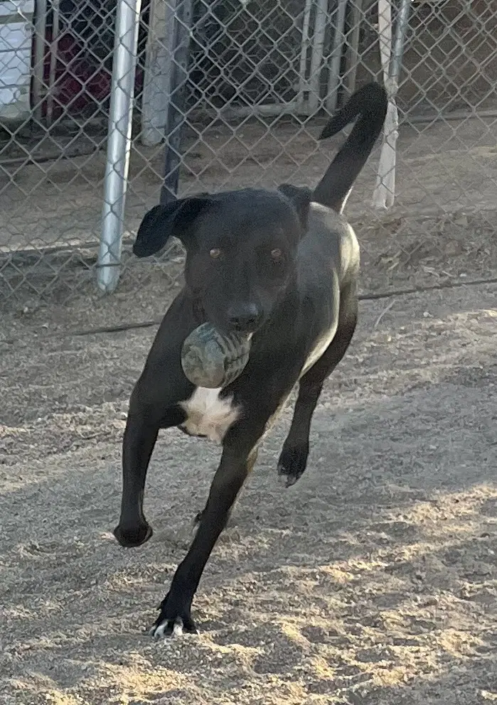 Rocky image 4