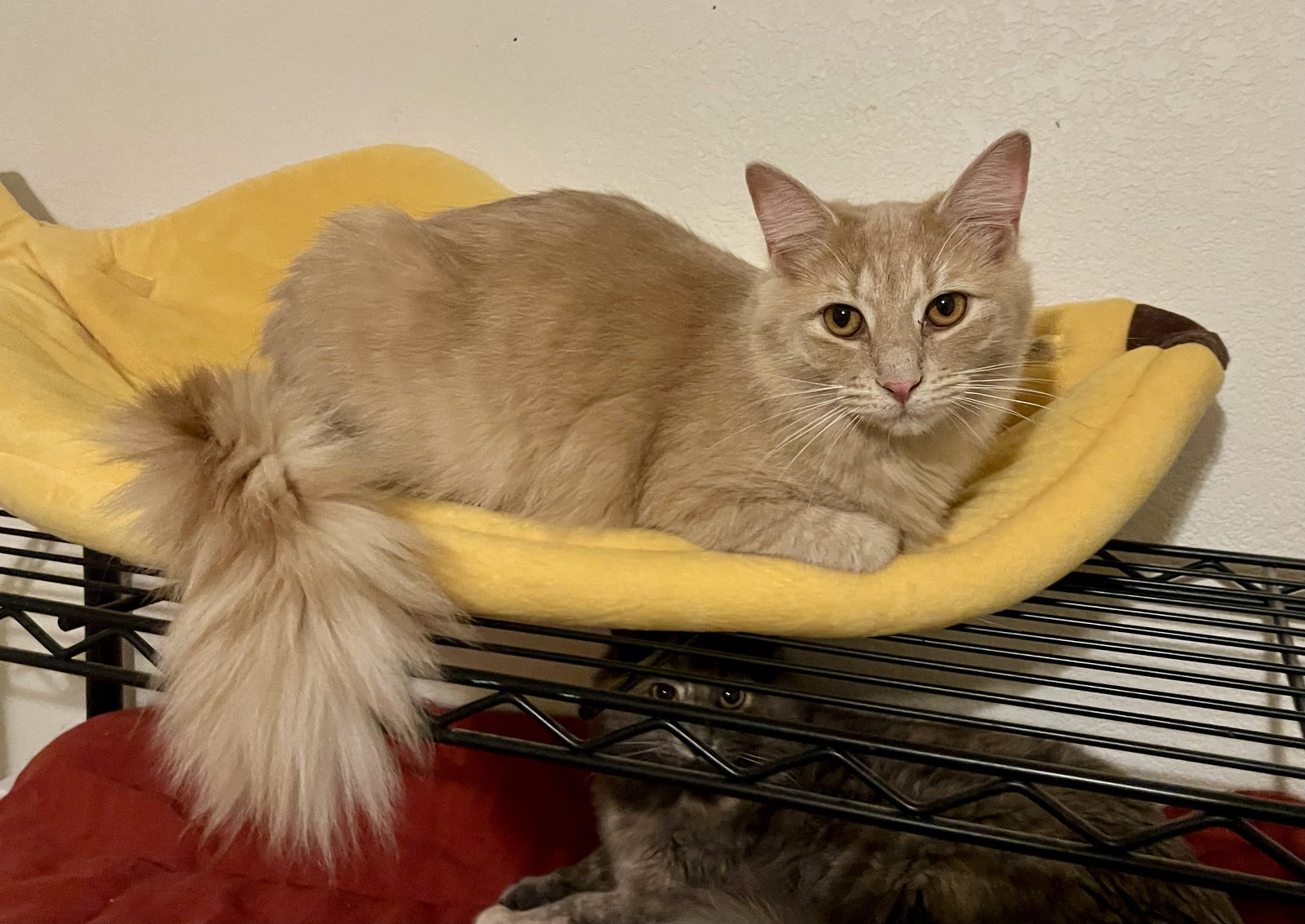Milo