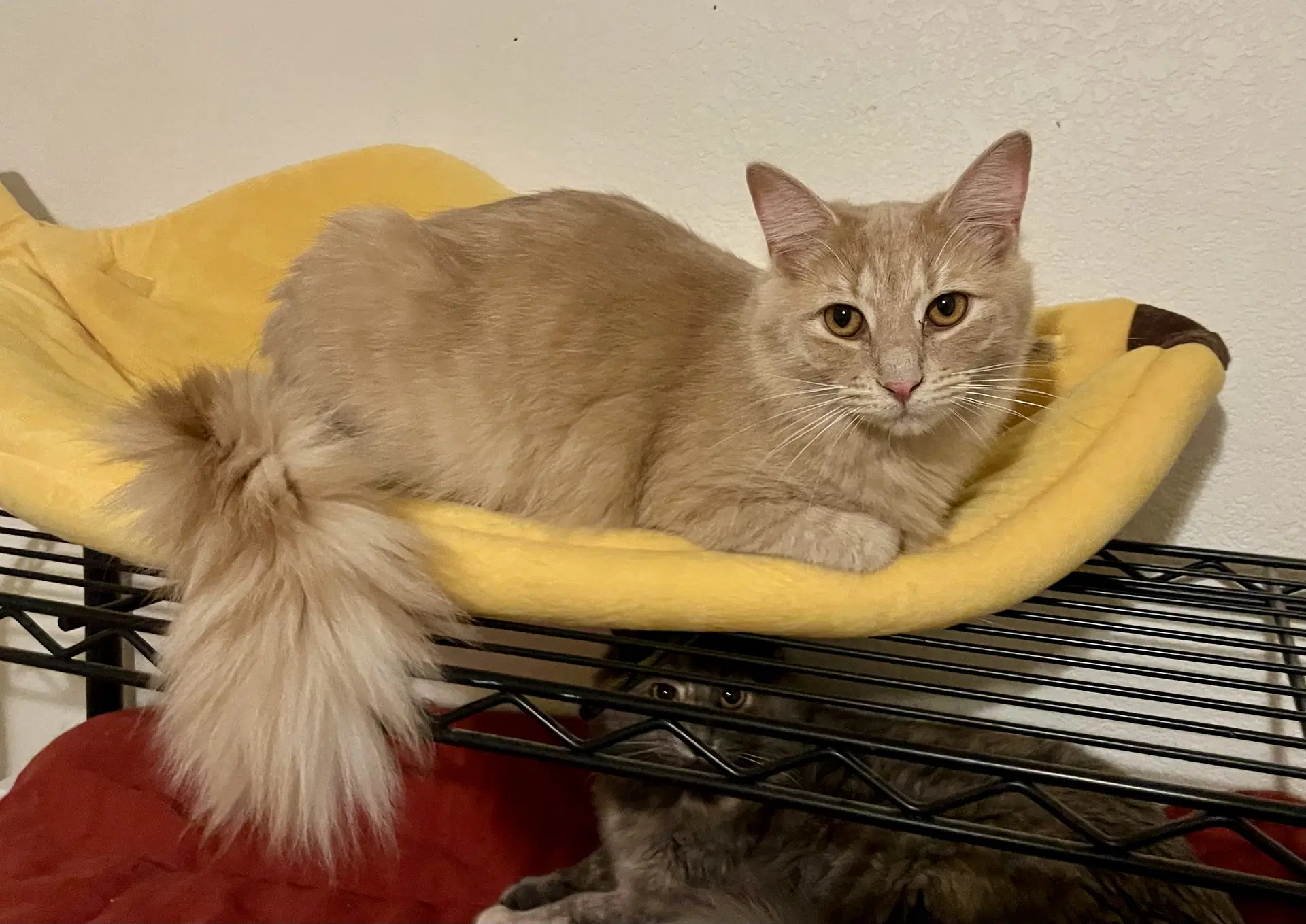 Milo - Tabby