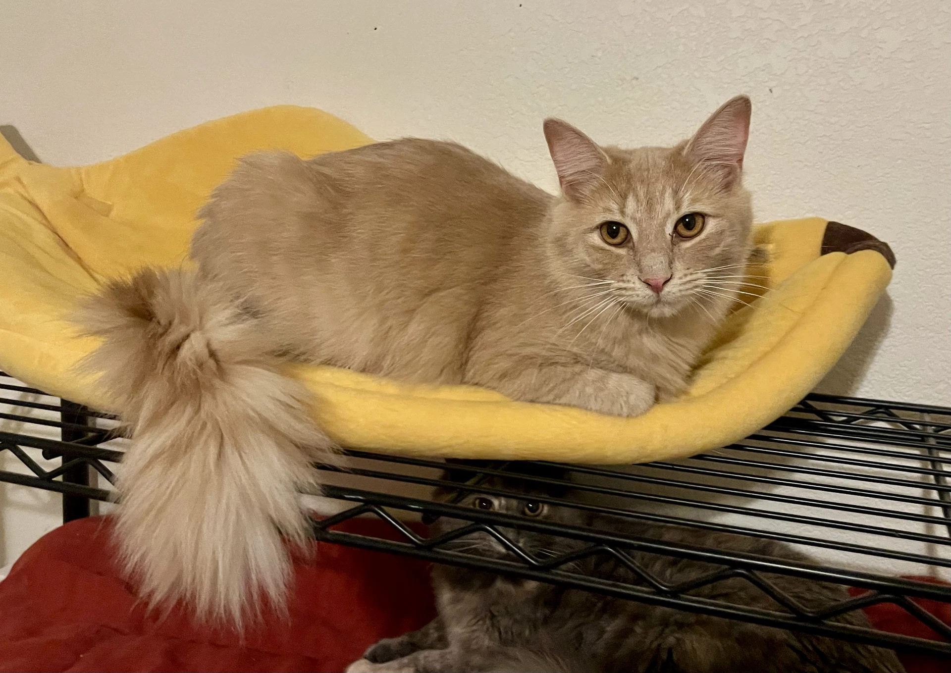 Milo