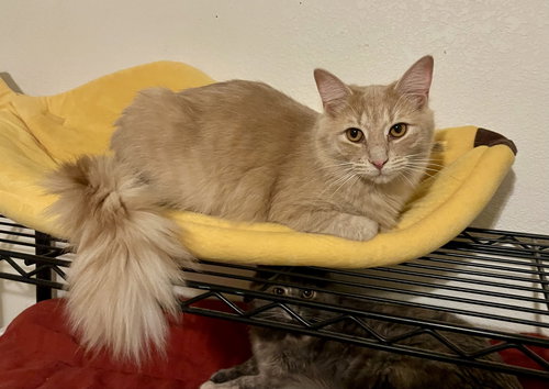 picture of the cat needing adoption