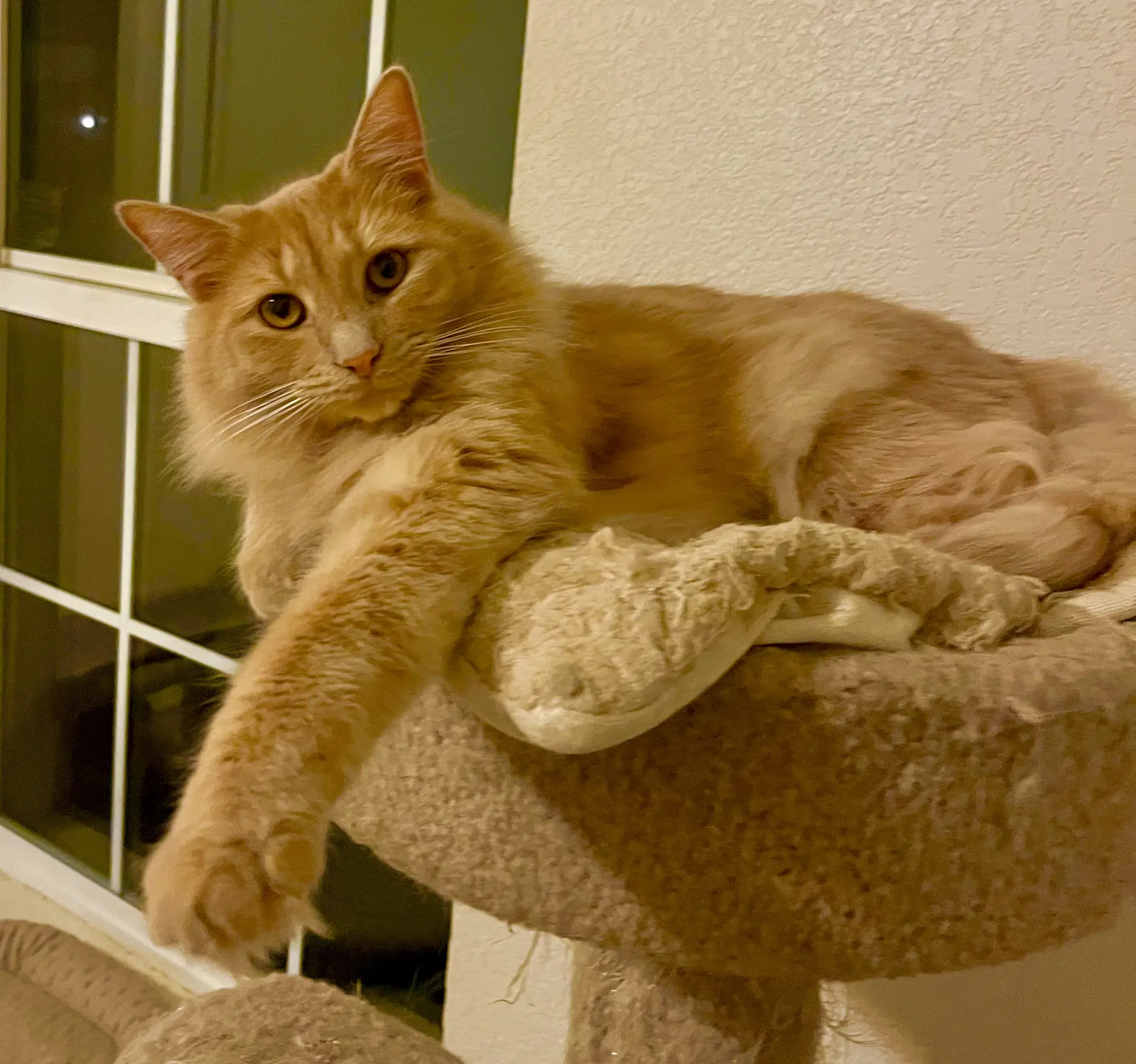 Milo image 3