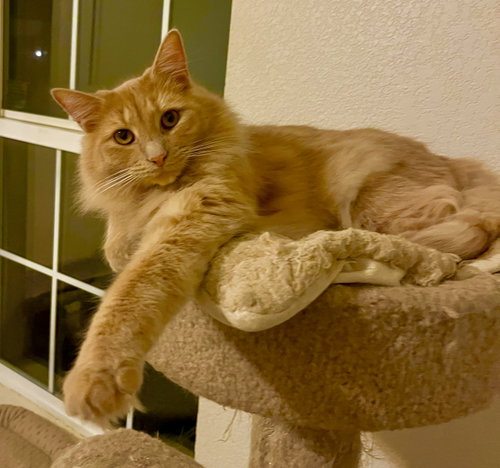 Milo photo 3