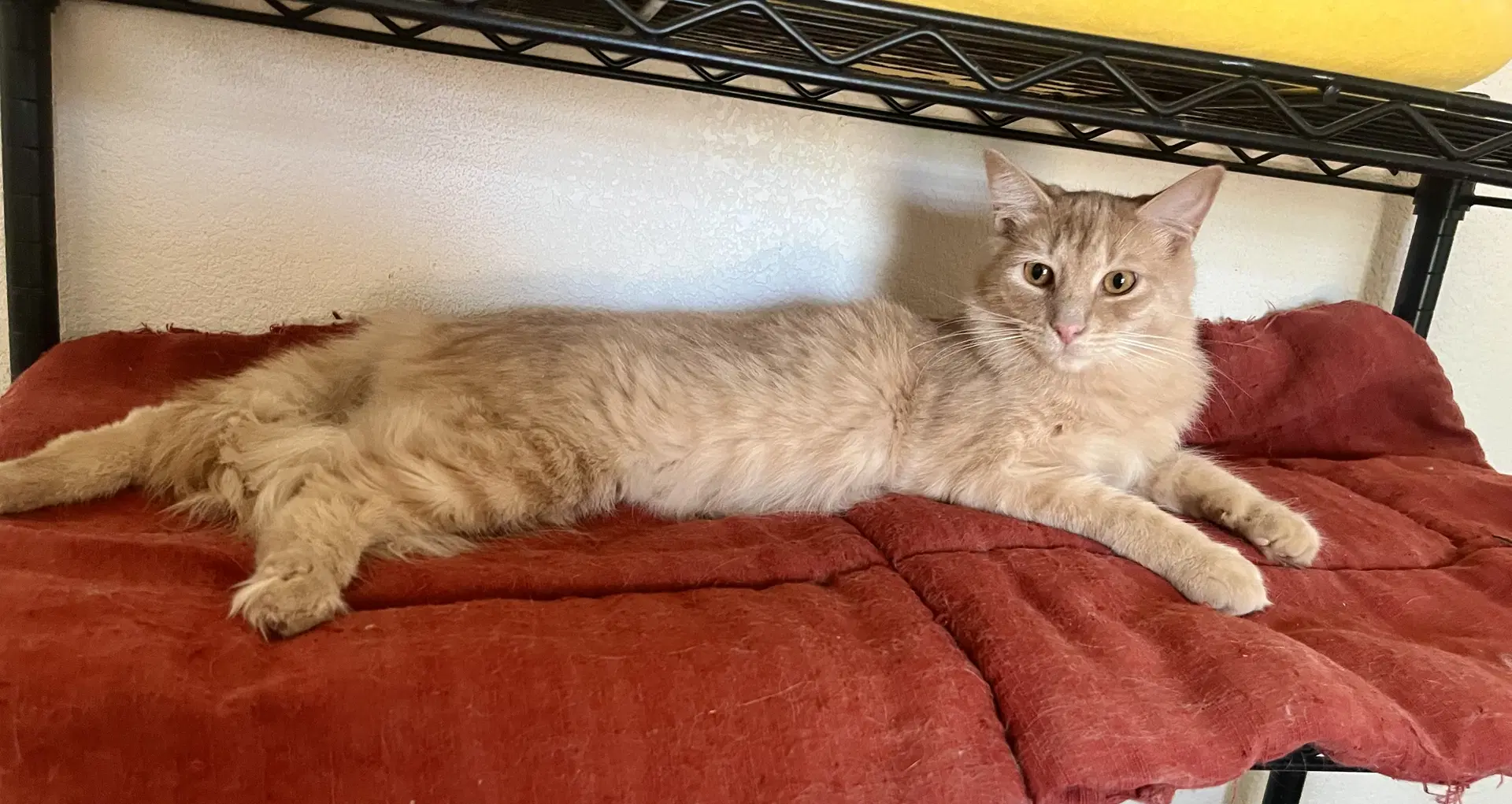 Milo image 4