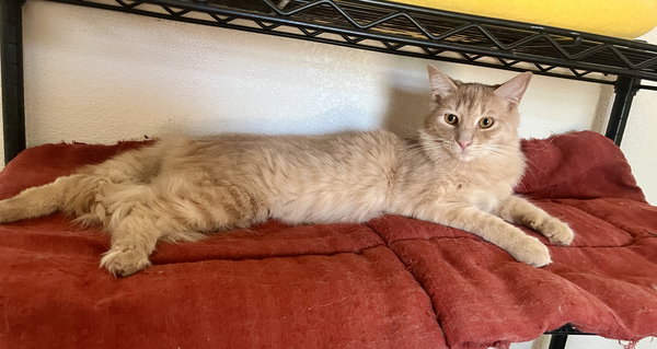 Milo