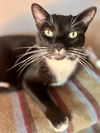 adoptable Cat in  named Lola