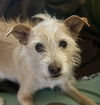adoptable Dog in  named Peanut
