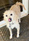 Peanut - Photo 2