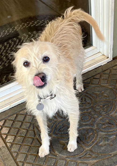 PEANUT - Terrier available for adoption