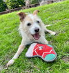 Peanut - Photo 3