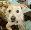Peanut - Photo 4