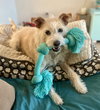 Peanut - Photo 1