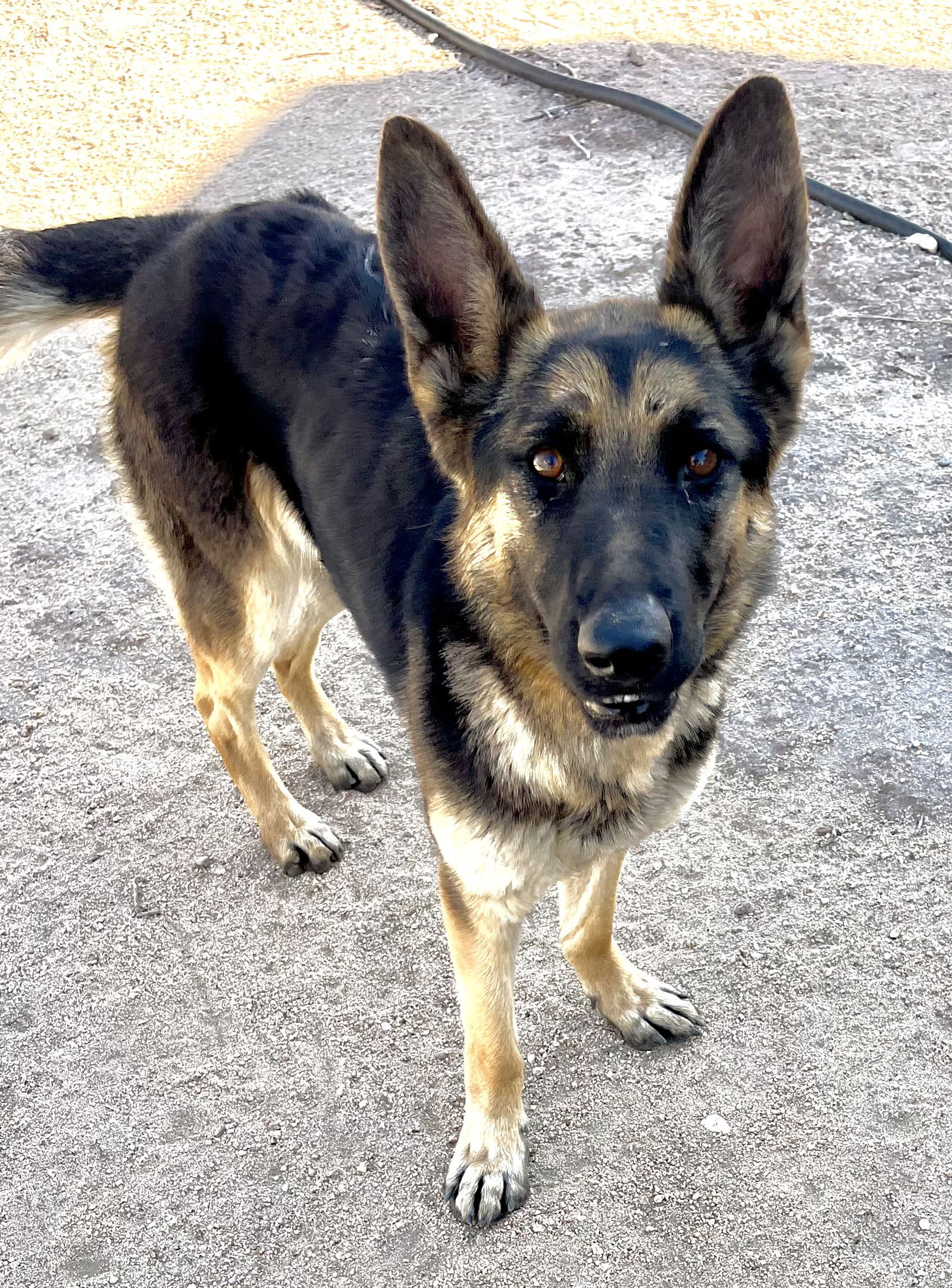 adoptable Dog in Lancaster, CA named Lola