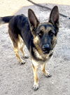 adoptable Dog in Lancaster, CA named Lola