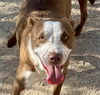 adoptable Dog in  named Taco