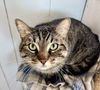 adoptable Cat in Lancaster, CA named Violet