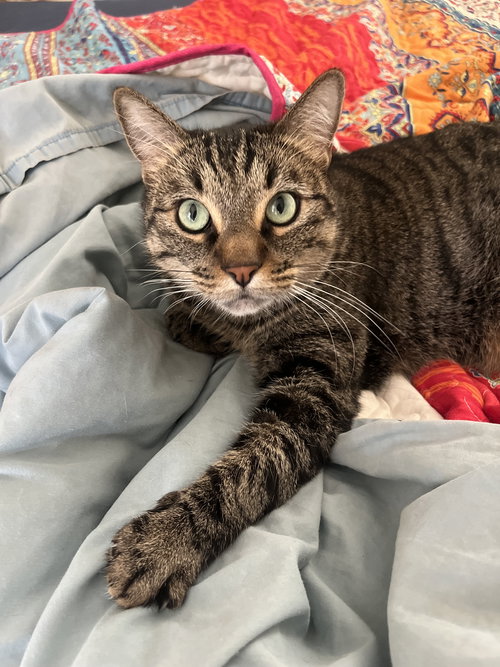 picture of the cat needing adoption