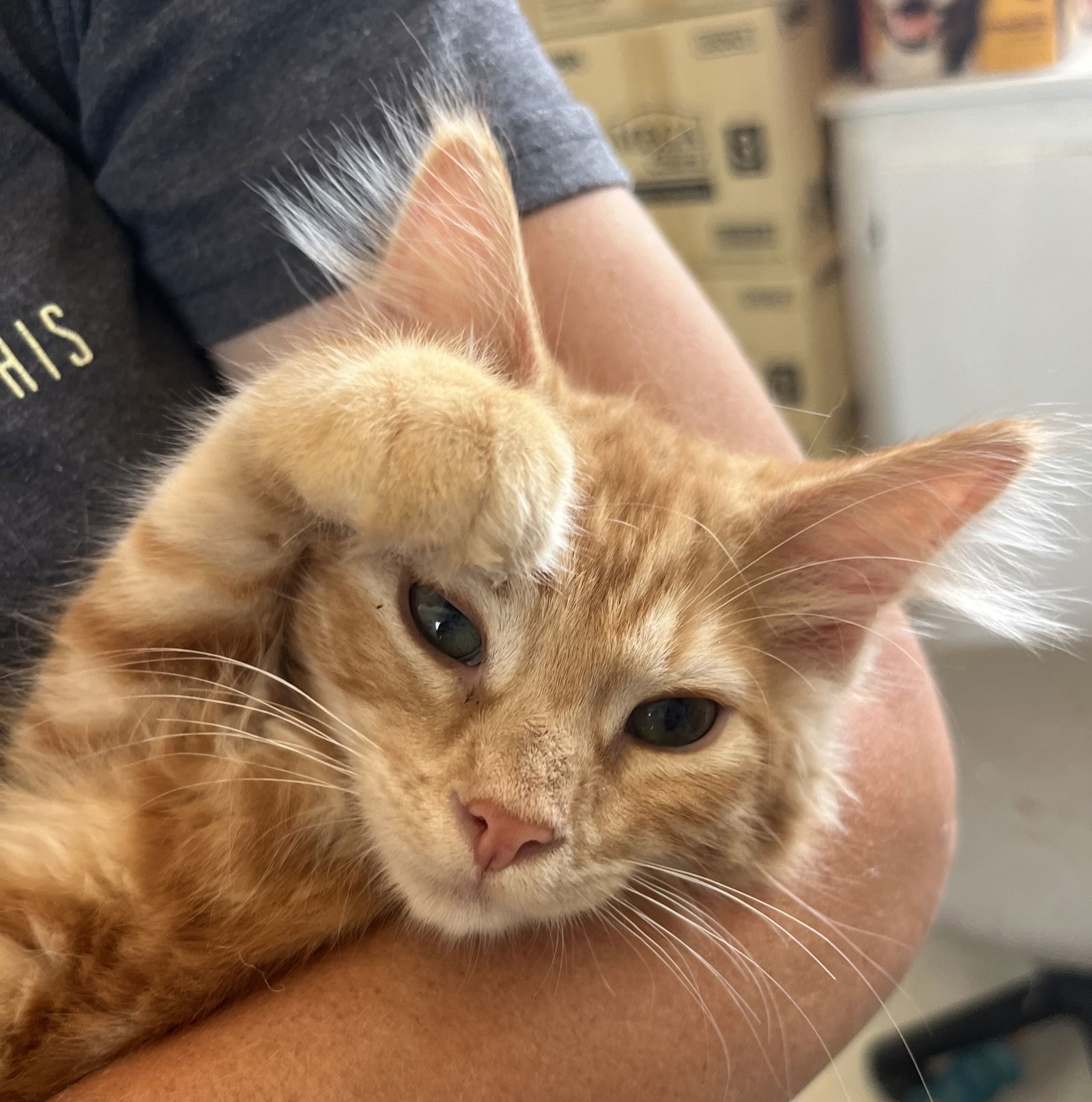 adoptable Cat in Lancaster, CA named Taffy